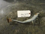 2007 Yamaha Raptor 350 Rear Brake Pedal 5YT-27211-10-00 Used. Price: $9.99.